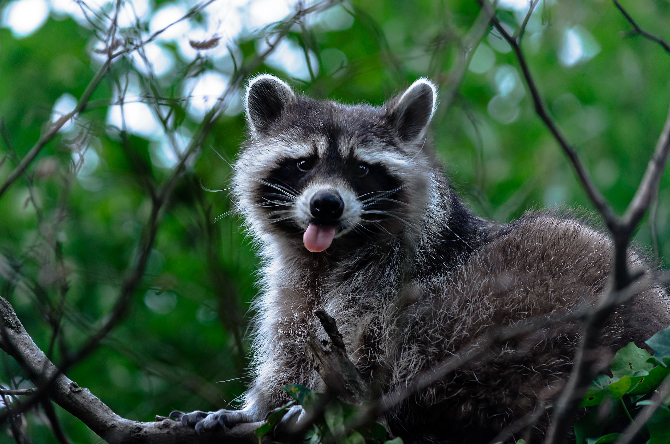 Waschbär im Geäst