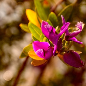 blüte