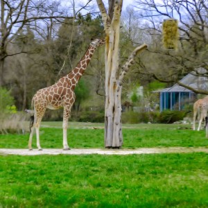 giraffe im Augsburger Zoo