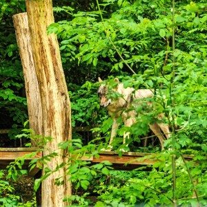 📸 Wolfssichtung im Grünen 🌲🐺