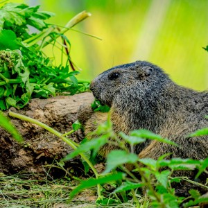 Groundhog kind of day
