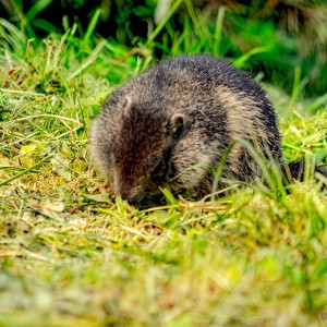 Groundhog kind of day