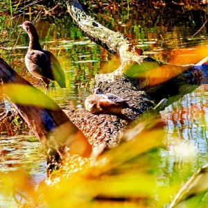 Enten am alten Rhein