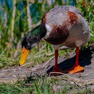 Naturschutzgebiet alter Ehein