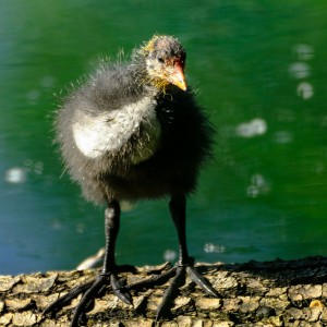 Was für ein kleines Kraftpaket! 🐣