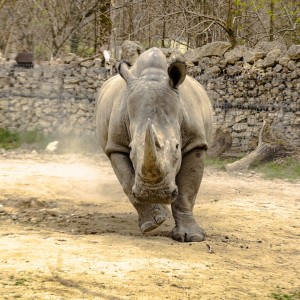 Nashorn