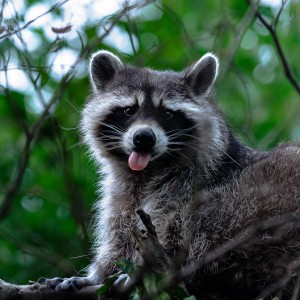 Waschbär im Geäst